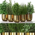 Decorative Ornament Set With Golden Pots And Fresh Herb Plants For Home Decor