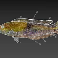 Vibrant Colorful Aquatic Fish With Yellow Green Blue Purple Body Fins And Tail