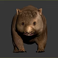 Brown Fluffy Wombat Standing On Dark Background With Realistic Texture 3d model