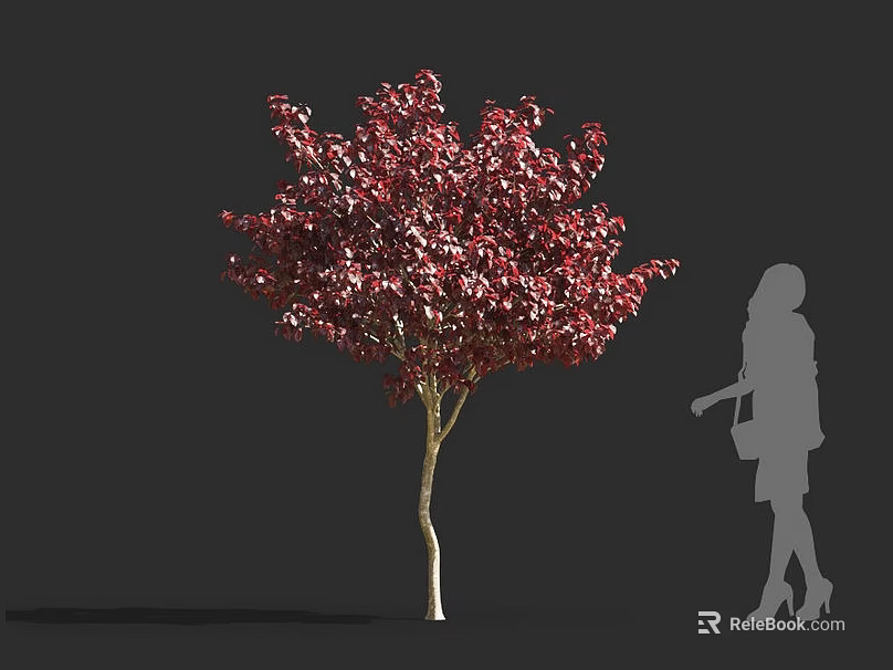 Crimson Leaf Shrub with Vibrant Red Foliage and Human Silhouette in Landscape Design 3d model 