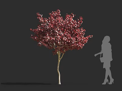 Crimson Leaf Shrub with Vibrant Red Foliage and Human Silhouette in Landscape Design 3d model