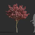 Crimson Leaf Shrub with Vibrant Red Foliage and Human Silhouette in Landscape Design