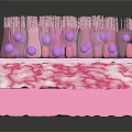 3D Rendered Biological Culture Structure with Transparent Tubes Purple Spheres and Textured Pink Base