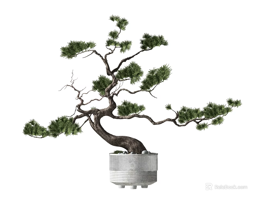 Pine Bonsai Plant With Curved Trunk And Lush Green Foliage In White Ceramic Pot 3d model 