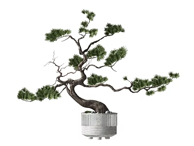 Pine Bonsai Plant With Curved Trunk And Lush Green Foliage In White Ceramic Pot 3d model