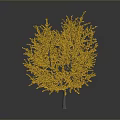 Golden Leafed Ginkgo Tree with Bright Yellow Foliage Against Dark Background