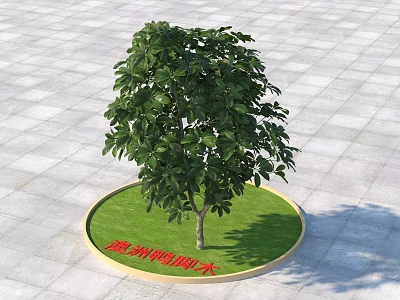 Australian Umbrella Tree Planted in Circular Grass Lawn With Golden Border and Gray Square Pavement 3d model