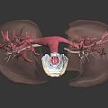 Detailed 3D Anatomical Lung Model With Trachea And Bronchial Structure
