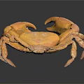 Detailed Orange Crab with Open Claws on Dark Background Showing Reflection 3d model
