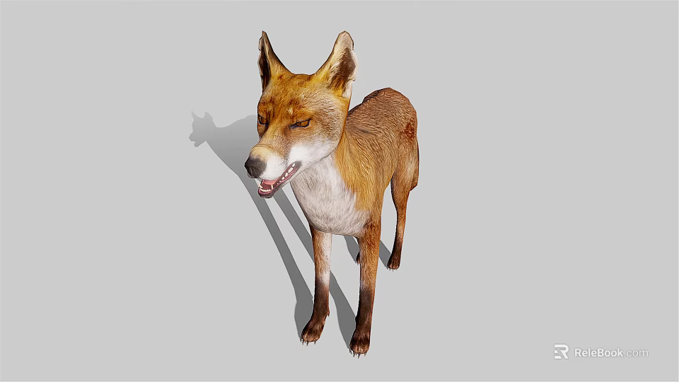 Red Fox Standing With Brown And White Fur Mouth Open On Gray Background 3d model 