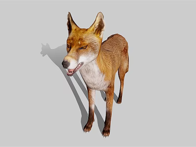 Red Fox Standing With Brown And White Fur Mouth Open On Gray Background 3d model