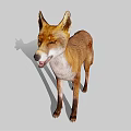 Red Fox Standing With Brown And White Fur Mouth Open On Gray Background