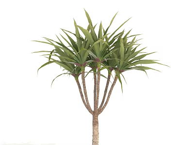 Lush Ornamental Tree with Multiple Trunks and Long Green Foliage 3d model