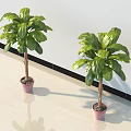 Green Potted Plants In Room Corner With Large Leaves Pink Pots White Walls Light Floor