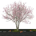 Garden Landscape Featuring Pink Flowering Tree Stone Path Grass And Orange Fruits