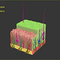 Medical Device 3D Anatomical Skin Structure Model with Layers and Vascular Nerves
