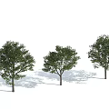 Modern Tree Pu Tree 3d model