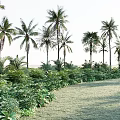 Tropical Plant Combination with Palm Trees and Lush Green Foliage in Outdoor Natural Landscape Design
