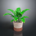Indoor Green Potted Plant With Feathery Leaves In Brown And White Pot
