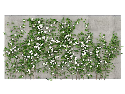 Lush Green Vine Plants with White Flowers Growing on Gray Concrete Wall 3d model
