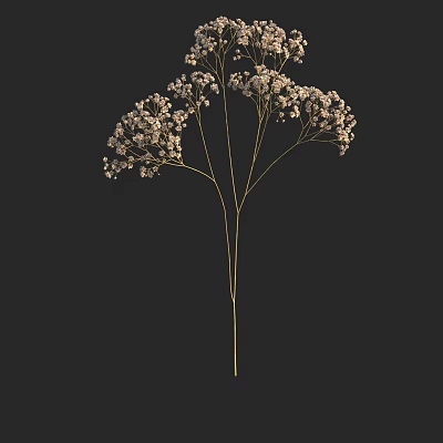 Elegant Floral Arrangement In Vase With White Small Flowers And Delicate Stems On Black Background 3d model
