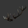 Natural Brown Deer Antlers As Decorative Wall Art For Rustic Homes
