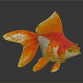 Orange Red And White Goldfish With Vibrant Yellow Fins And Tail Swimming Against Gray Background