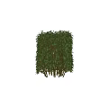 Neatly Trimmed Green Evergreen Hedge For Outdoor Garden Landscape