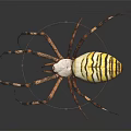 Detailed Yellow And Black Striped Spider With Long Legs On Dark Background