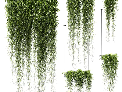 Lush Green Trailing Vines With Different Hanging Lengths And Dense Foliage 3d model