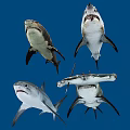 Different Types of Aquatic Sharks in Blue Ocean Environment with Various Species