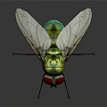 Green Metallic Fly With Red Eyes And Transparent Wings On Black Reflective Surface