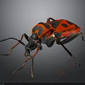 Vibrant Red And Black Spotted Beetle With Detailed Legs On Dark Background
