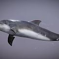Gray and White Dolphin Swimming Gracefully in Open Ocean Waters with Smooth Skin