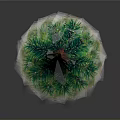 Evergreen Tree With Lush Green Foliage And Brown Trunk In Upright Shape