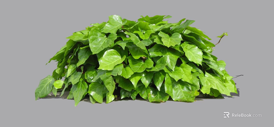 Lush Green Ivy Plant With Vibrant Fresh Leaves And Dense Foliage 3d model 