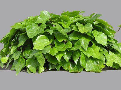 Lush Green Ivy Plant With Vibrant Fresh Leaves And Dense Foliage 3d model
