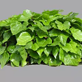 Lush Green Ivy Plant With Vibrant Fresh Leaves And Dense Foliage