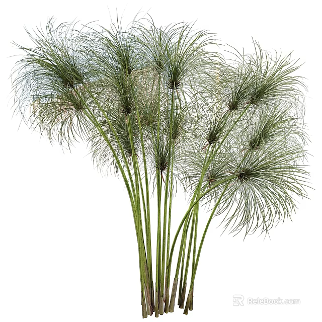 Herbaceous Plant With Tall Slender Green Stems And Feathery Long Leaves 3d model 