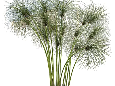 Herbaceous Plant With Tall Slender Green Stems And Feathery Long Leaves 3d model