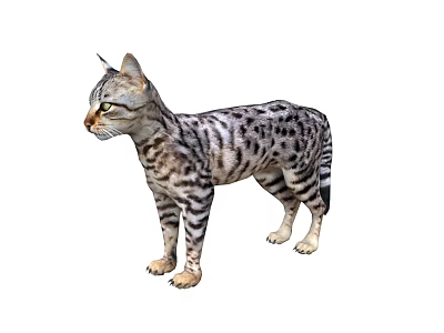 Spotted Striped Cat Standing Side View With Gray White Fur And Green Eyes Looking Left 3d model