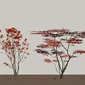Two Red Leaf Arbor Trees with Fallen Leaves on Wooden Floor and Light Wall