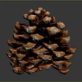 Detailed Glossy Red Brown and Orange Pine Cone With Scales On Dark Background