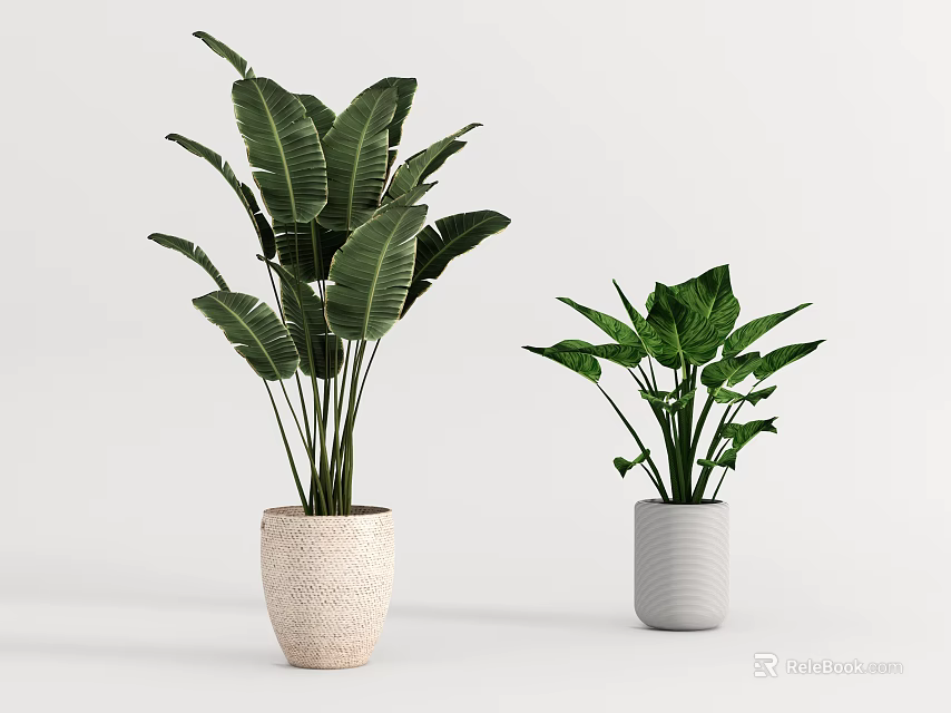 Indoor Decorative Potted Plants With Green Leaves In Different Ceramic Pots On White Background 3d model 