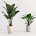 Indoor Decorative Potted Plants With Green Leaves In Different Ceramic Pots On White Background