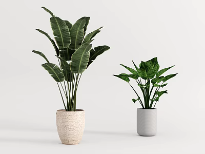 Indoor Decorative Potted Plants With Green Leaves In Different Ceramic Pots On White Background 3d model