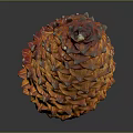 Detailed Natural Orange Pine Cone on Dark Background with Shiny Reflective Surface