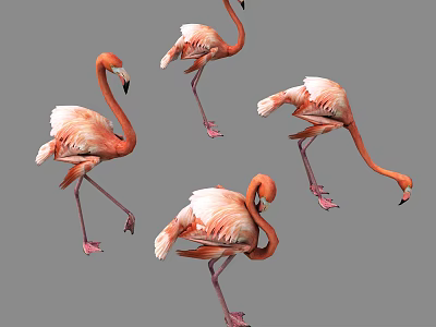 Four Pink Flamingos In Various Poses Standing On Grey Background 3d model