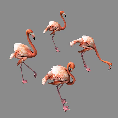 Four Pink Flamingos In Various Poses Standing On Grey Background 3d model Four Pink Flamingos In Various Poses Standing On Grey Background 3d model