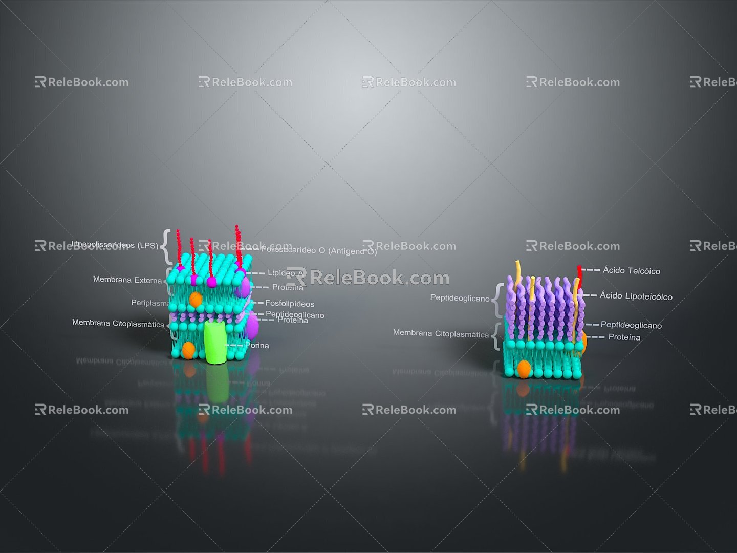 Epidermal cross section Skin planing Facial subdermal tissue Skin tissue Human skin tissue Human skin 3d model